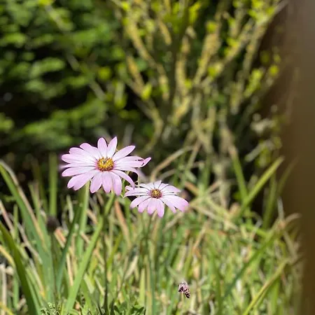 Σπίτι διακοπών Zuid *